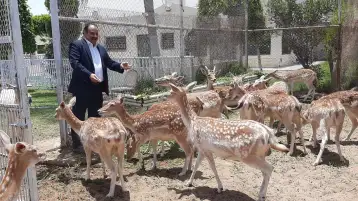 الشاعر الدكتور عبد الولي الشميري يكتب قصيدة (المها)